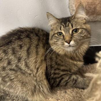 Vitani -  Domestic Medium Hair Cat for Adoption in Maple Shade, New Jersey - Vitani | PetCurious