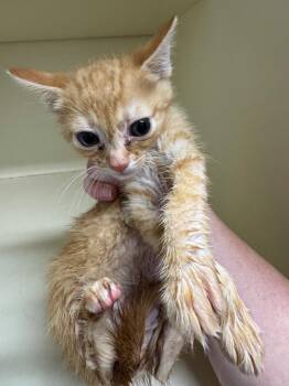 Chai -  Domestic Short Hair Cat for Adoption in Bloomington, Indiana - Chai | PetCurious