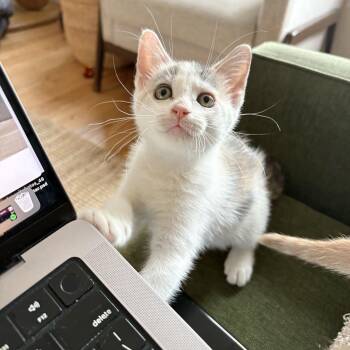 Daisy -  Domestic Short Hair Cat for Adoption - Daisy | PetCurious