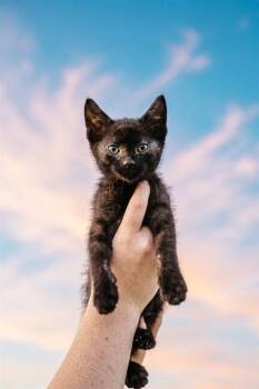 LUCAS -  Domestic Short Hair Cat for Adoption in Belleville, Illinois - LUCAS | PetCurious