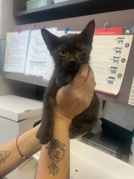 Rescue Domestic Short Hair Cats for Adoption in Salt Lake City, Utah - 158169 | PetCurious