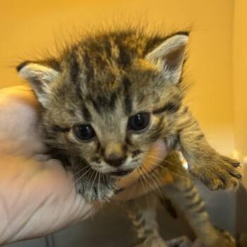 Domestic Medium Hair Cats Available for Adoption in Pauls Valley, Oklahoma - Daisey-mae | PetCurious