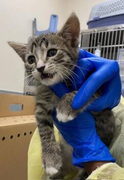 SIMBA -  Domestic Short Hair Cat for Adoption in Las Vegas, Nevada - SIMBA | PetCurious