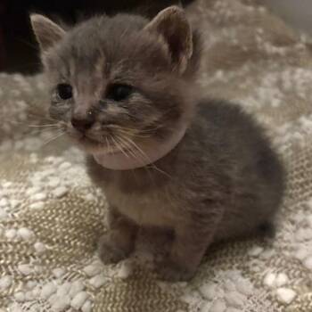 Carmelito -  Domestic Short Hair Cat for Adoption in Los Angeles, California - Carmelito | PetCurious