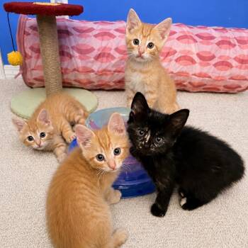 Pudding -  Domestic Short Hair Cat for Adoption in Normal, Illinois - Pudding | PetCurious