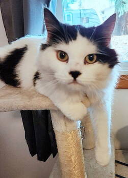 Rescue Domestic Long Hair Cats for Adoption in Hillsboro, Oregon - BIG & FLOOFY - Marlo, Milan And Mahi | PetCurious