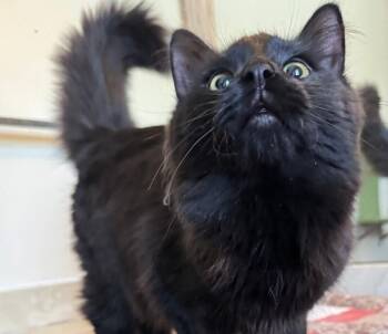 Domestic Long Hair Cats Available for Adoption - Windy | PetCurious