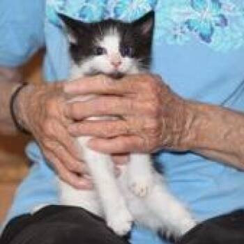 Molly 3 -  Domestic Short Hair Cat for Adoption in Winchester, Virginia - Molly 3 | PetCurious