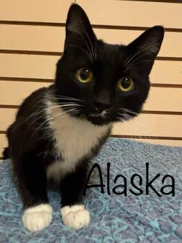 Domestic Short Hair Cats Available for Adoption in Rutherfordton, North Carolina - Alaska | PetCurious