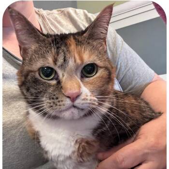 Domestic Short Hair Cats Available for Adoption - Athena | PetCurious