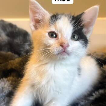 Moo -  Domestic Long Hair Cat for Adoption in St. George, Utah - Moo | PetCurious