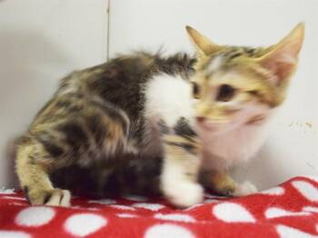 ELEANOR -  Domestic Short Hair Cat for Adoption in Sacramento, California - ELEANOR | PetCurious