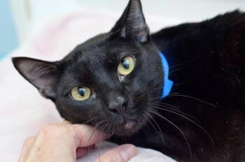 Domestic Short Hair Cats Available for Adoption in Sanford, Florida - Yoshi | PetCurious