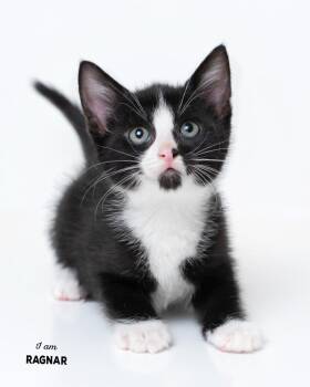 Domestic Short Hair Cats Available for Adoption in Boone, Iowa - Ragnar | PetCurious