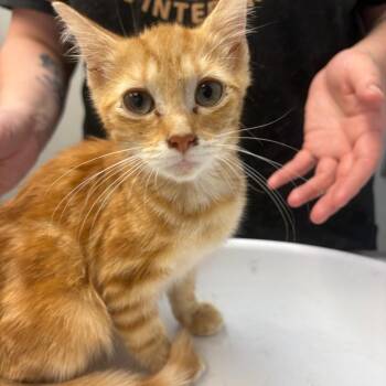 Timmy -  Domestic Short Hair Cat for Adoption in Parkersburg, West Virginia - Timmy | PetCurious