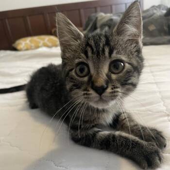 Domestic Medium Hair Cats Available for Adoption in Bloomington, Illinois - Pudding | PetCurious