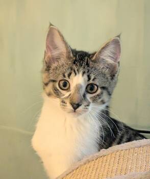 Popper MD -  Domestic Short Hair Cat for Adoption - Popper MD | PetCurious
