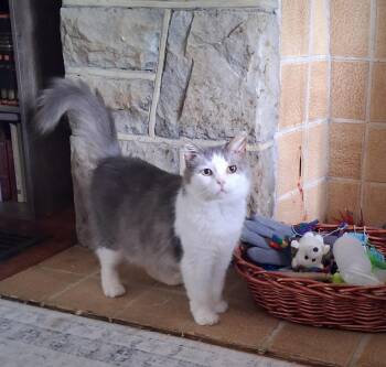 Pearl -  Domestic Medium Hair Cat for Adoption in Pittsburgh, Pennsylvania - Pearl | PetCurious