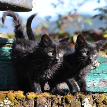 Domestic Short Hair Cats Available for Adoption in Santa Rosa, California - Fredo (bonded With Fern) | PetCurious