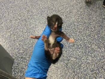 Domestic Short Hair Cats Available for Adoption in Thousand Palms, California - A1911028 | PetCurious