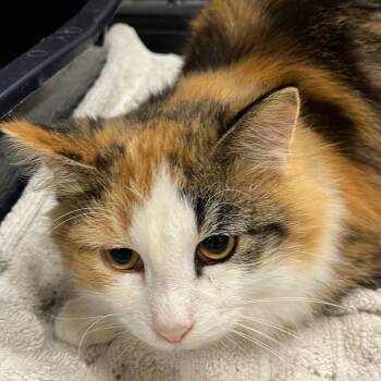 Rescue Domestic Long Hair Cats for Adoption in Yankton, South Dakota - Sophia | PetCurious