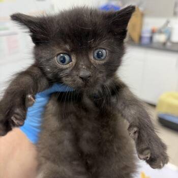 Cyan -  Domestic Short Hair Cat for Adoption in Newark, New Jersey - Cyan | PetCurious
