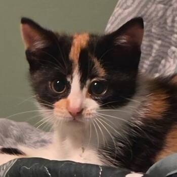 Saffron -  Domestic Short Hair Cat for Adoption in Frankfort, Michigan - Saffron | PetCurious