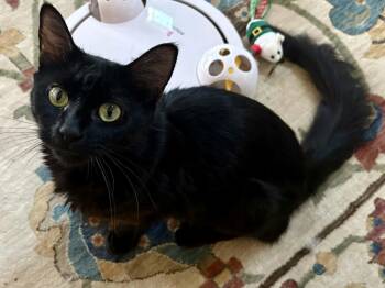 Juniper -  Domestic Medium Hair Cat for Adoption in Gladstone, Oregon - Juniper | PetCurious