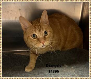 Rescue Domestic Short Hair and Tabby Cats for Adoption in Marietta, Georgia - DEANGELO | PetCurious