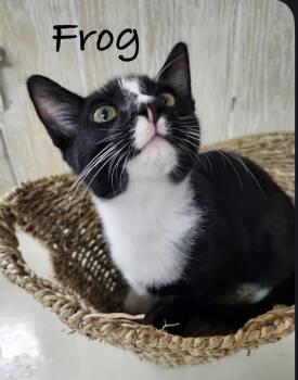 Frog -  Domestic Short Hair Cat for Adoption in Pawleys Island, South Carolina - Frog | PetCurious