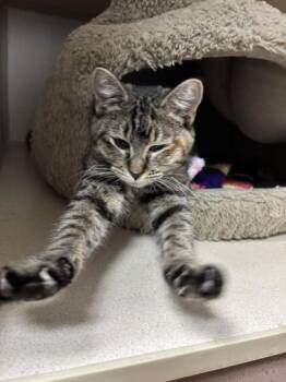 Reba -  Domestic Short Hair Cat for Adoption in Steamboat Springs, Colorado - Reba | PetCurious
