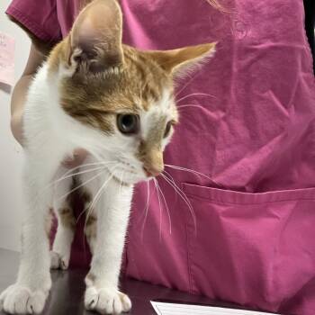 Luke -  Domestic Short Hair Cat for Adoption in Oneonta, New York - Luke | PetCurious