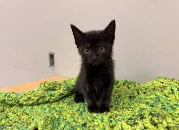 Domestic Short Hair Cats Available for Adoption - Wednesday | PetCurious