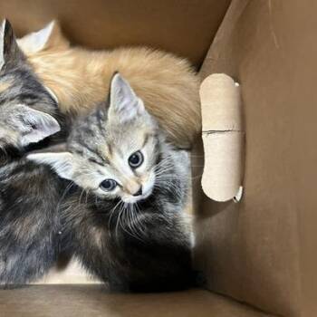 Thyme -  Domestic Short Hair Cat for Adoption in Winston-salem, North Carolina - Thyme | PetCurious