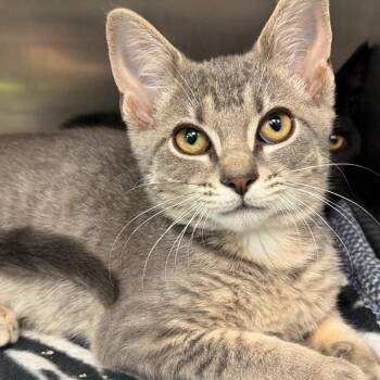 Clay -  Domestic Short Hair Cat for Adoption in Canton, Illinois - Clay | PetCurious
