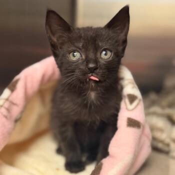 Royal -  Domestic Short Hair Cat for Adoption in Port Richey, Florida - Royal | PetCurious
