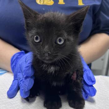 Domestic Short Hair Cats Available for Adoption in Summerville, South Carolina - Shredder | PetCurious