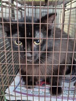 REX -  Domestic Medium Hair Cat for Adoption in San Antonio, Texas - REX | PetCurious