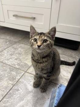 Rescue Domestic Short Hair Cats for Adoption in Paw Paw, Michigan - Taylor Swift | PetCurious