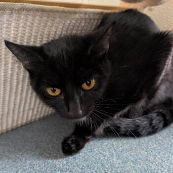 Paisley -  Domestic Short Hair Cat for Adoption in Suffolk, Virginia - Paisley | PetCurious