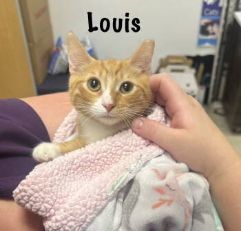 Rescue American Shorthair Cats for Adoption in Longwood, Florida - Louis | PetCurious