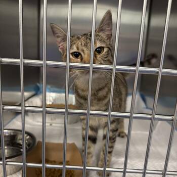 Jazzy -  Domestic Short Hair Cat for Adoption in Greensboro, North Carolina - Jazzy | PetCurious