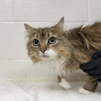 Domestic Medium Hair Cats Available for Adoption in Harrisonburg, Virginia - Martina | PetCurious