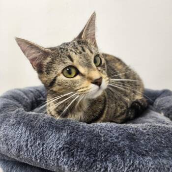 Domestic Short Hair Cats Available for Adoption - Francesca | PetCurious