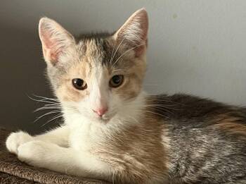 Meera -  Calico Cat for Adoption in Honeoye, New York - Meera | PetCurious
