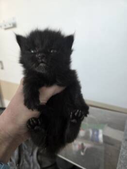 Rescue Domestic Short Hair Cats for Adoption in Fort Worth, Texas - Charm | PetCurious