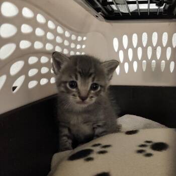 Domestic Short Hair Cats Available for Adoption in Clearwater, Florida - Little Dude | PetCurious