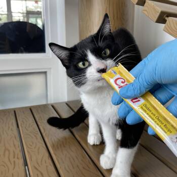 Spazzy -  Domestic Short Hair Cat for Adoption in Warwick, Rhode Island - Spazzy | PetCurious