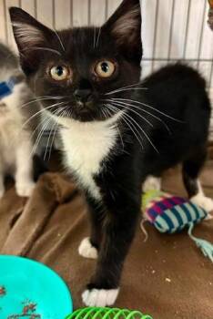 Turtle Wax -  Domestic Short Hair Cat for Adoption in Lunenburg, Massachusetts - Turtle Wax | PetCurious