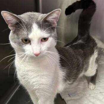 Domestic Short Hair Cats Available for Adoption - Tote Bag For My Donut | PetCurious